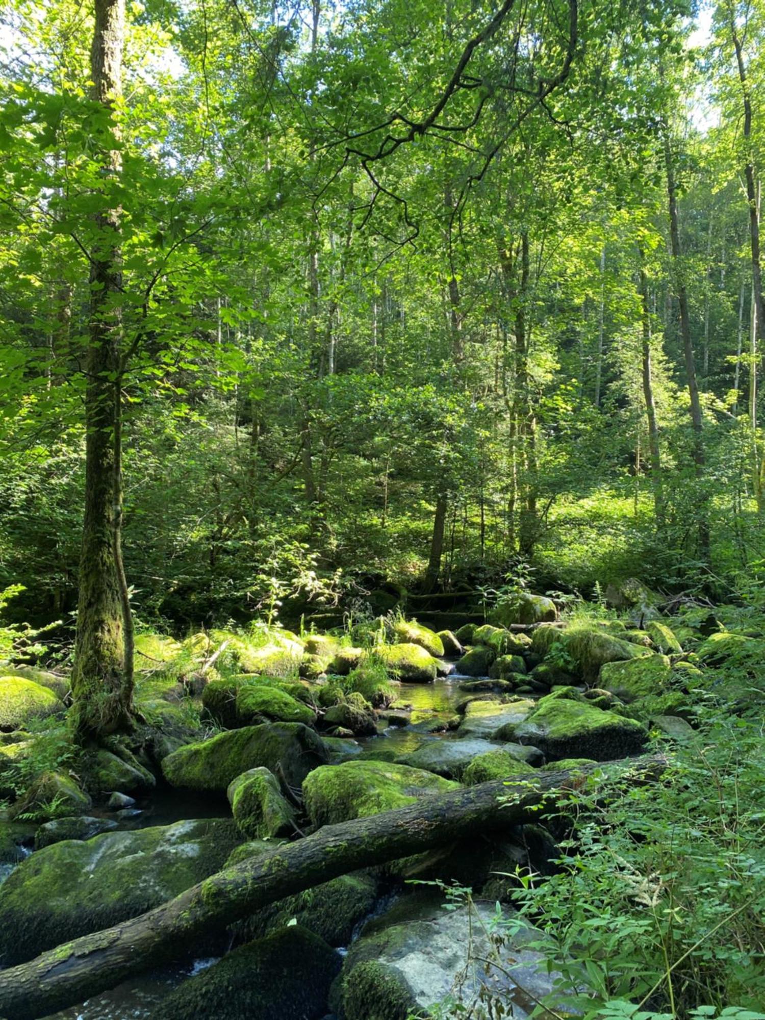 Ferienwohnung Zauberwald Waldkirchen Zewnętrze zdjęcie